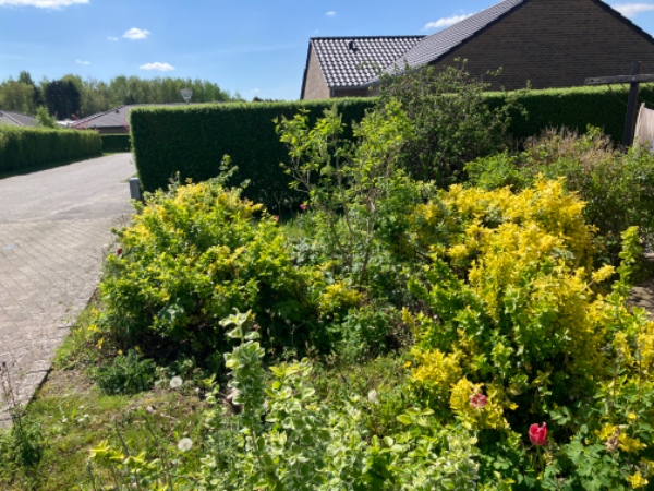 Rydning og opgravning af bed