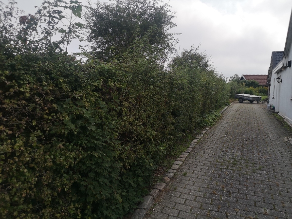 Klip af ca 100m blandet hække og buske