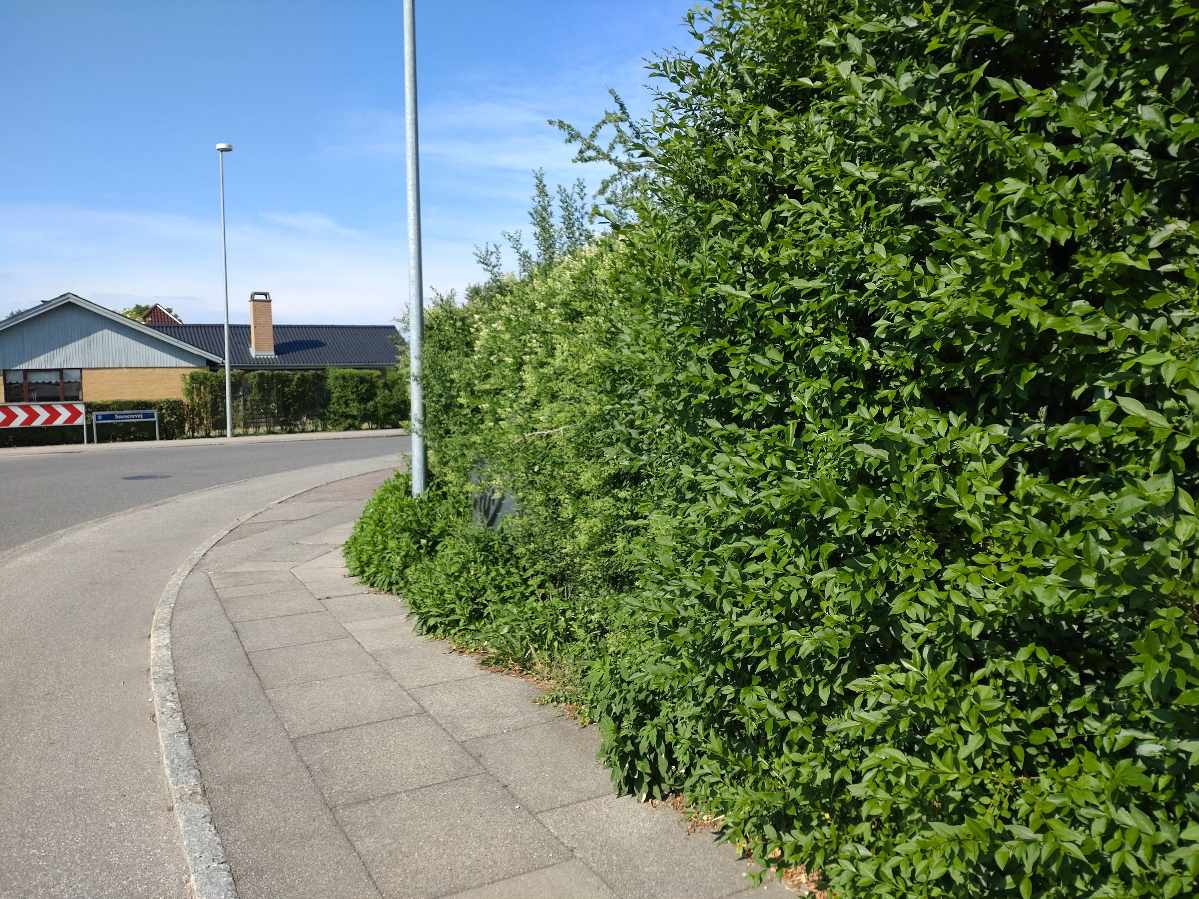 Hækklipning inkl bortskaffelse af affaldet