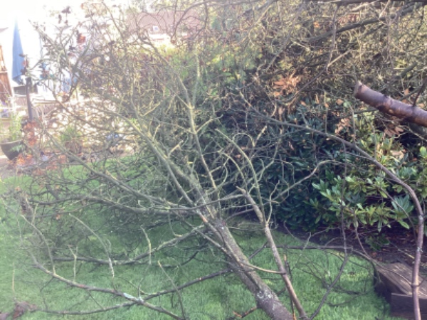 Fjerning af væltet fyrtræ