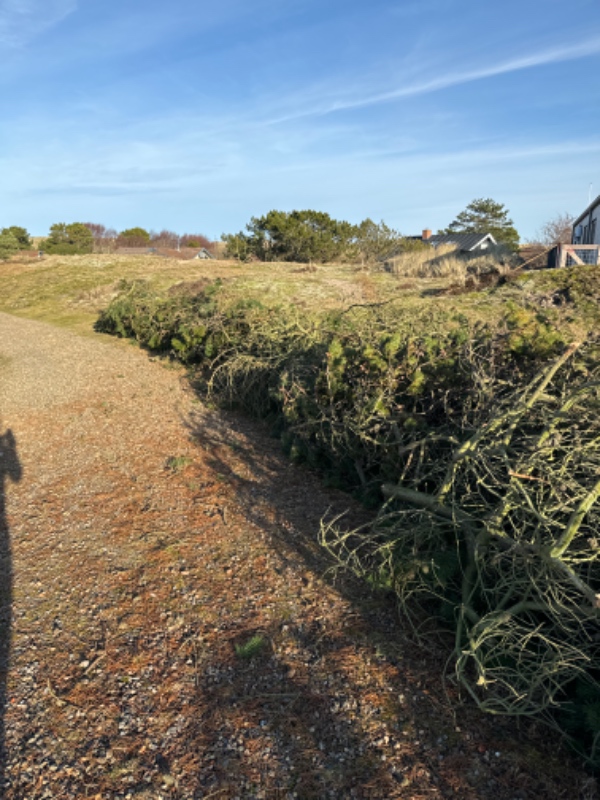Fjernet grene fra fyrretræer