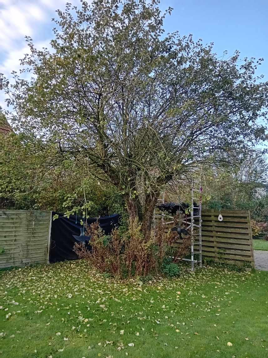 Fældning af 2 stk træer,grov tilskæring af 2 stk træer og afskaffelse af træet