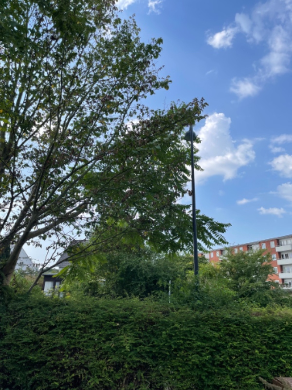 Beskæring af tre træer