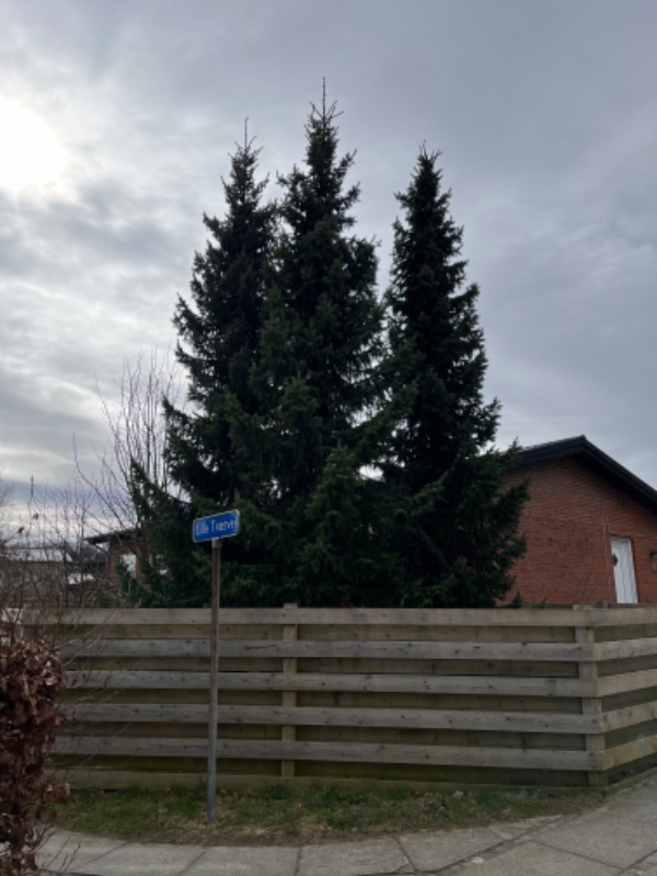 Fældning af grantræer