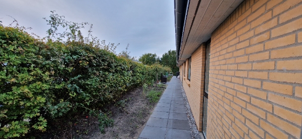 Klippe Hæk (Navr) + Bortskaffelse. 60 meter