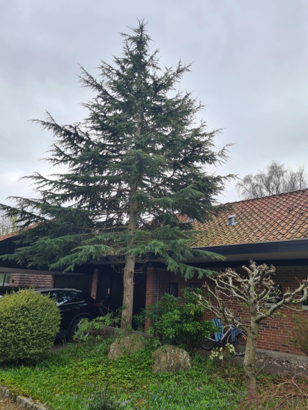 Fældning af grantræ