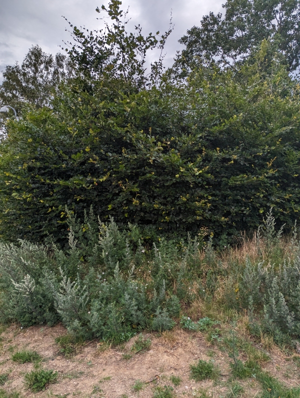 Klippe hæk langt ind