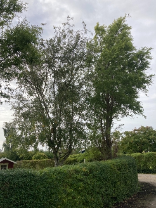 Beskæring af træer