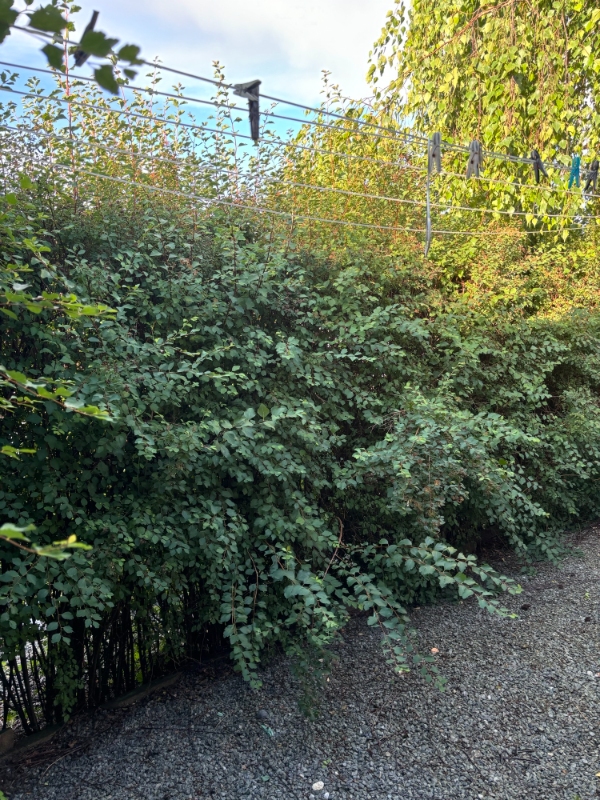 Klipning og bortkørsel af bøgehæk