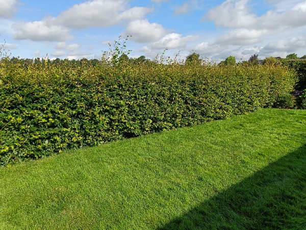 Hækklipning og bortskaffelse af afklip