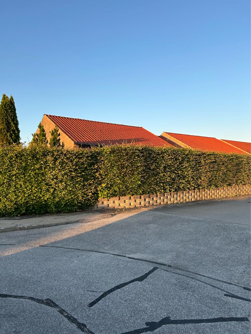 Klipning af bøgehæk og bortskaffelse