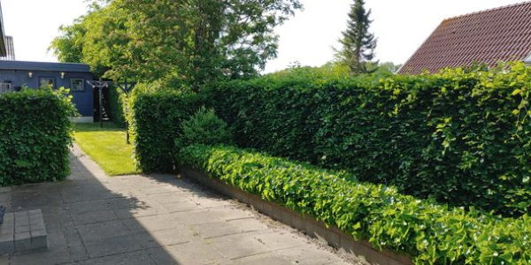 Hækklipning og bortskaffelse