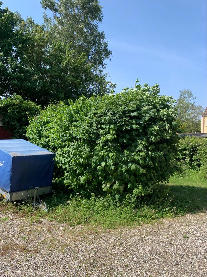 Klipning af div. buske og hæk