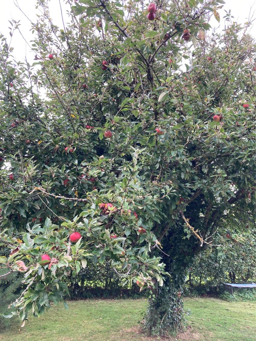 Beskæring af æbletræ