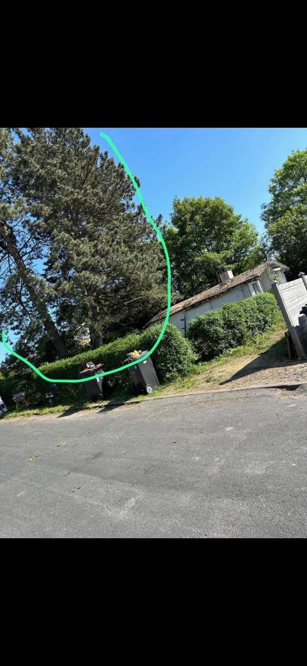 Vi har tre træer på vores grund på ca 10-15 m,  som skal fælles.