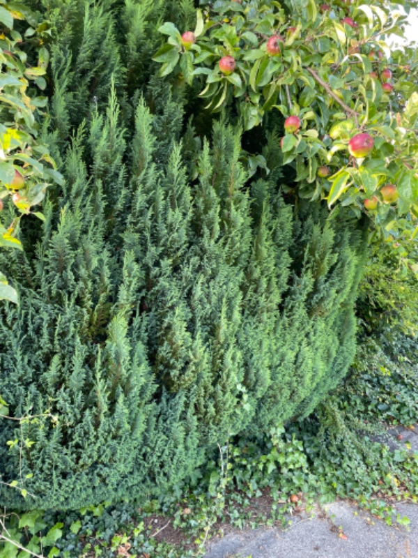 Hækklipning og mere