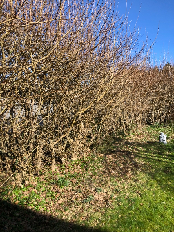 beskæring af ca. 3,5- 4 meter høj hæk. Den er ca. 30 meter lang