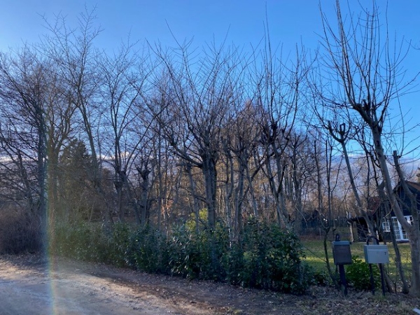 Beskæring af træer i skel