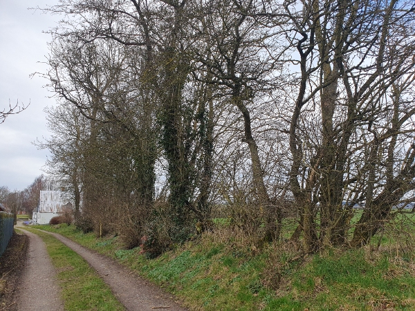 fældning af et stort træ + 14-15 mindre