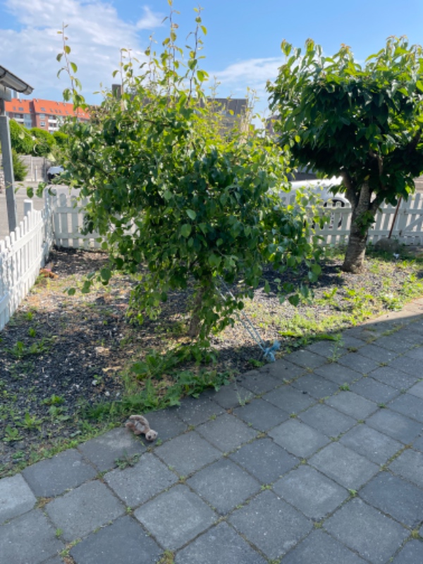 Fjerne ukrudt mellem fliserne