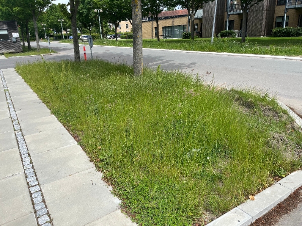 Græsrydning med buskrydder