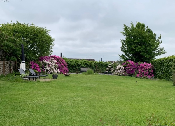 Flytning af rhododendron fra Helsinge til Charlottenlund