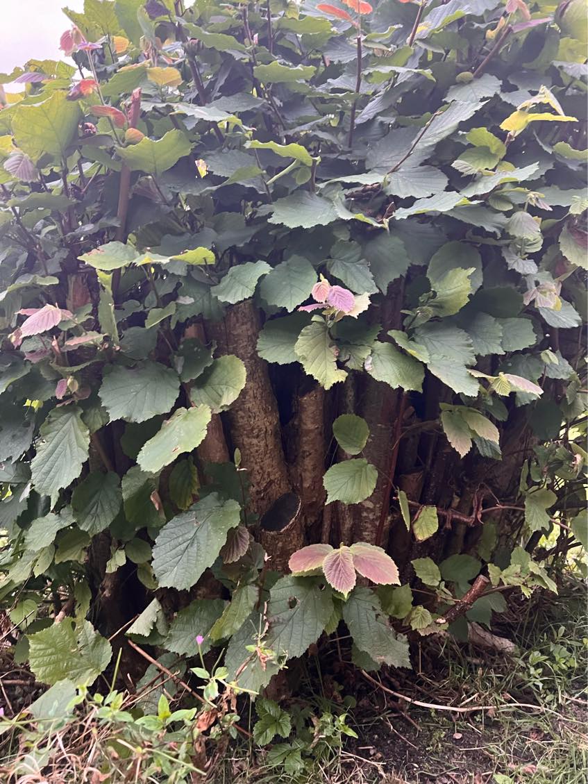 Fjernelse af tre buske