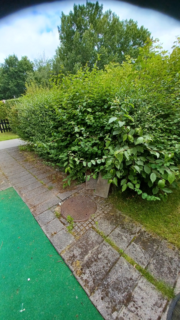 Hækklipning og haveaffaldssamling