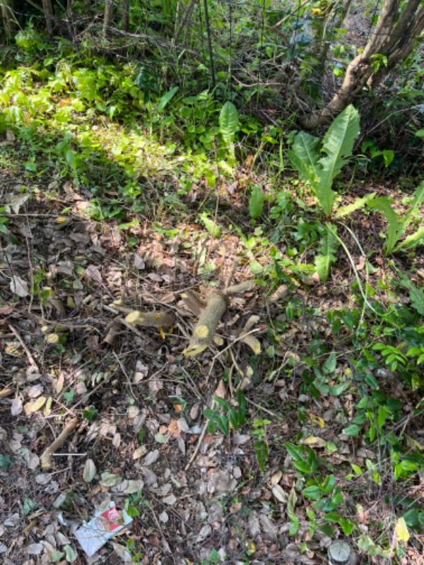 Stub og rodfræsning