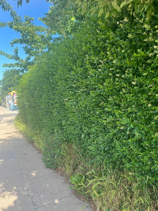 Klipping af hæk og fjernelse