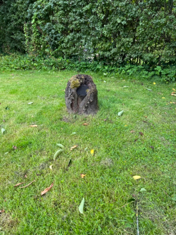 Træfældning af større hæg samt fældning af lille blommetræ og fjernelse af to stuppe fra tidligere f