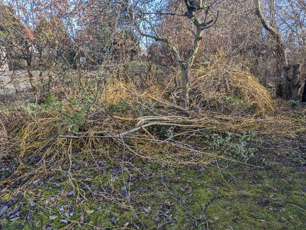 Afhentning af haveaffald... afklippede grene fra hæk og buske
