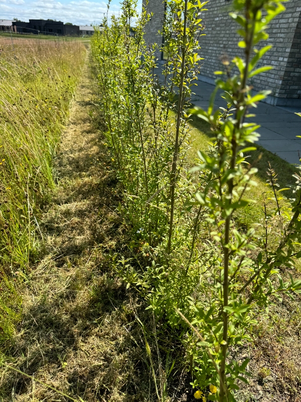 Lugning af ukrudt under hæk