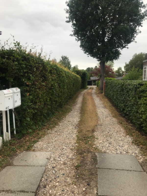 Klipning af hæk og træ