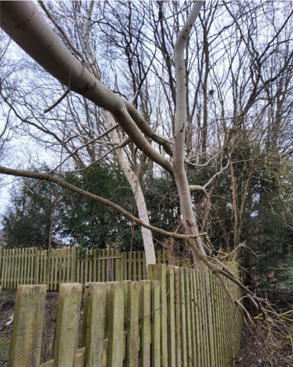 Fældning af 2 stormskadede træer