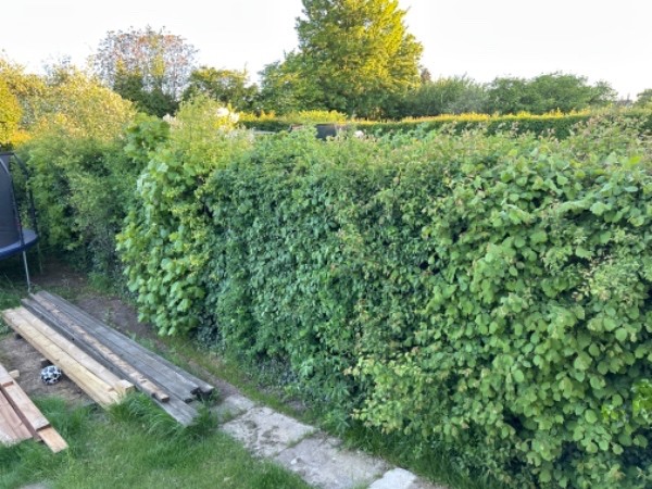 Hæktrimning og formning