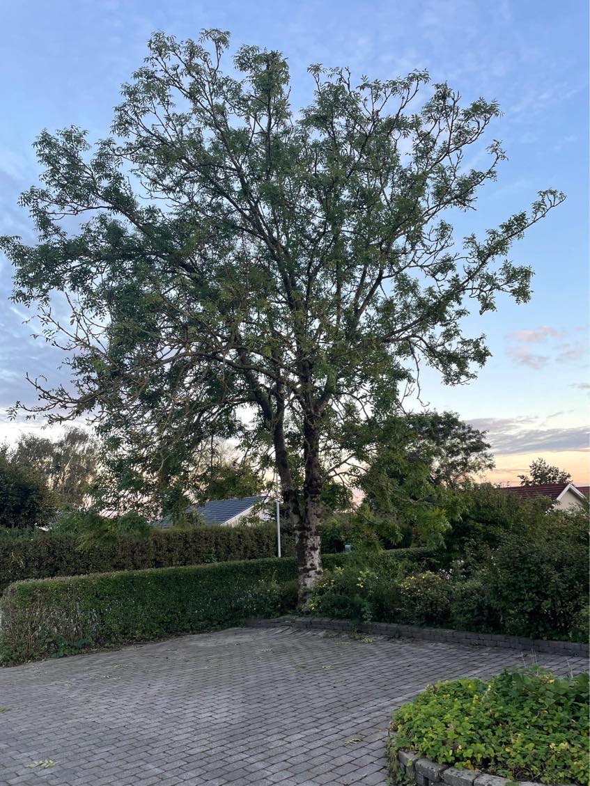 Fældning/beskæring af 5 træer