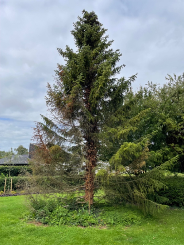 Træfældning, rod fjernernes, alt køres væk