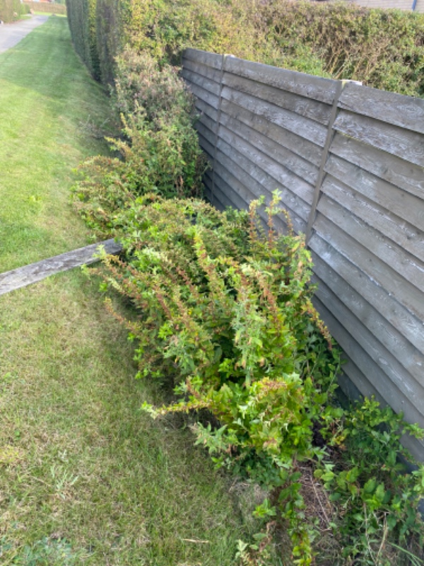 Optagning af ukrudt/småbuske langs hegn