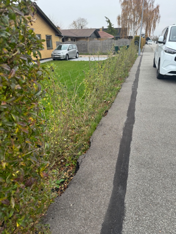 Fjern ukrudt og efterfyld af jord