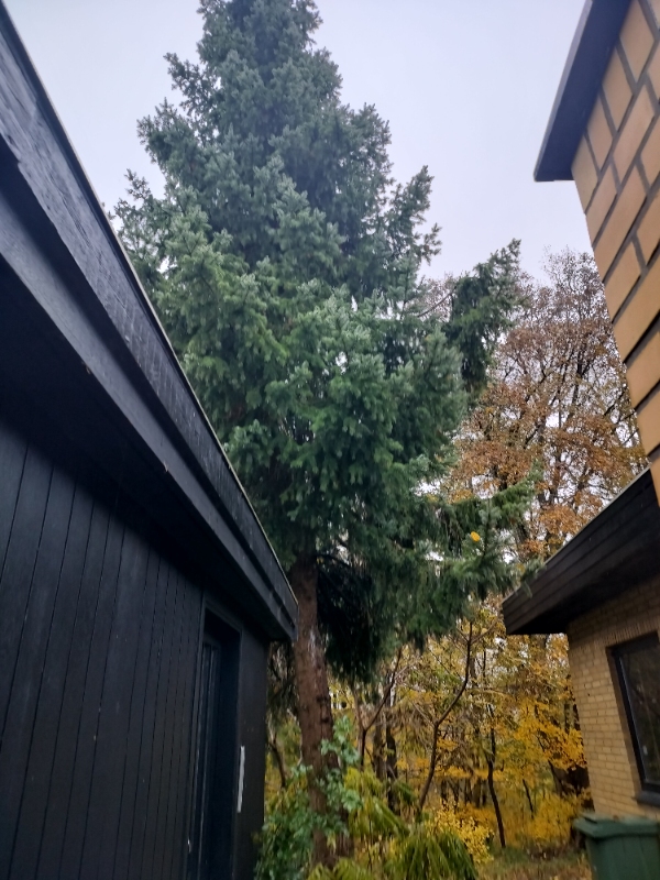 Fældet et stort træ.