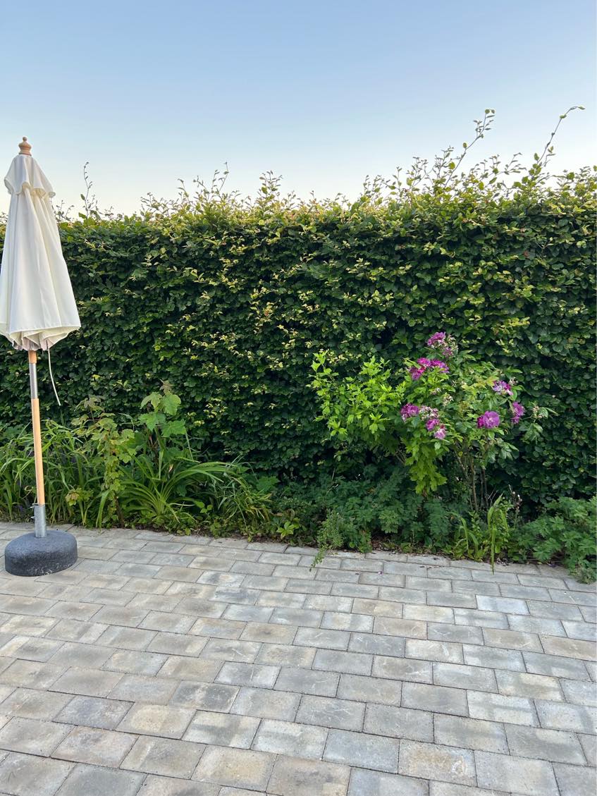 Klipning af bøgehæk og bortskaffelse