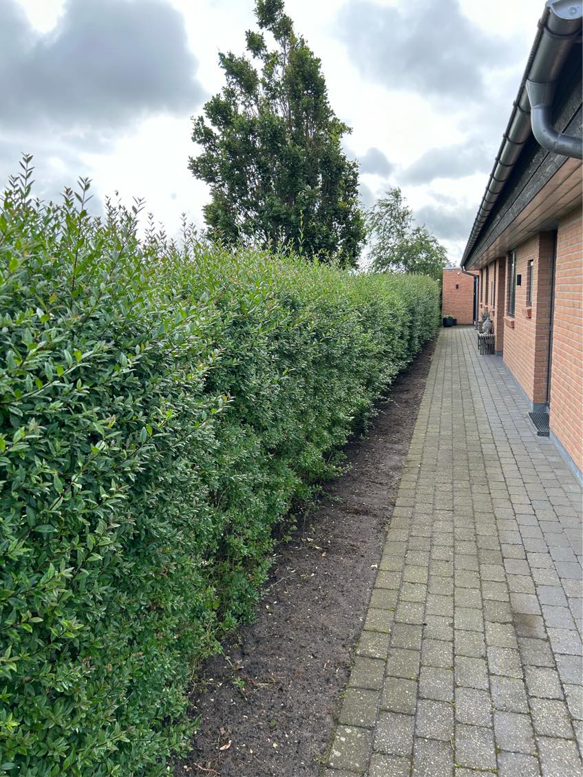 Hækklipning og bortskaffelse