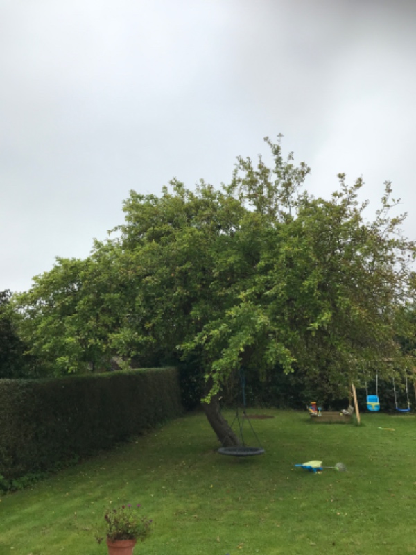 Beskæring af æbletræ