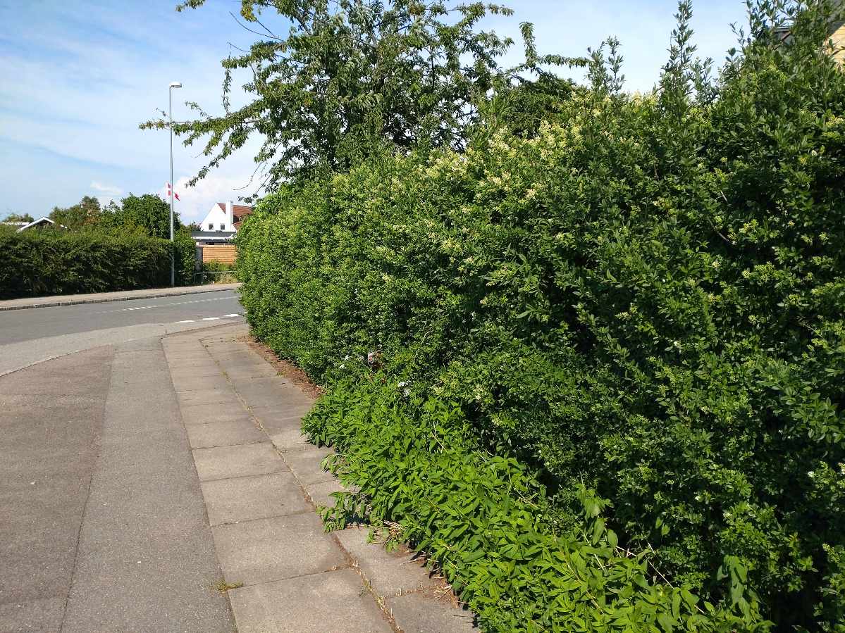 Hækklipning inkl bortskaffelse af affaldet