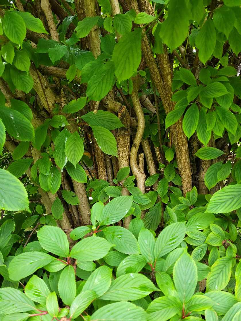 Bortfjernelse af træ