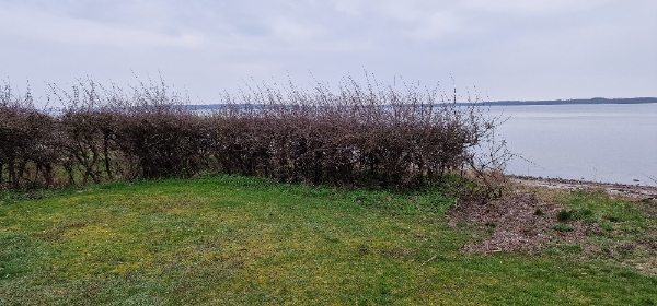 Fjerne hæk og et par små træer