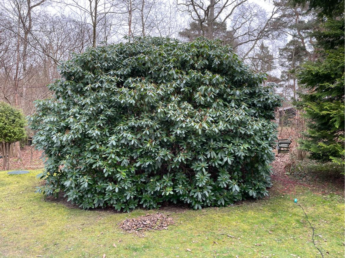 Beskæring af rodondendron buske