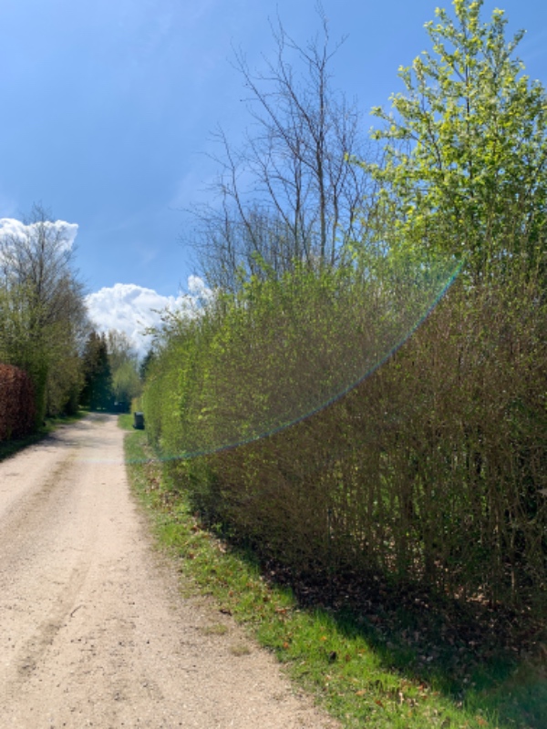 Hækklipning til 1,8 meter