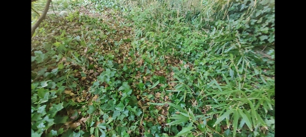 Haveoprydning en dag